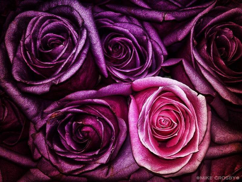 One Pink Rose ...