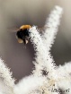 Acrobat Bee