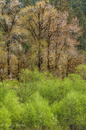 Spring Leaves-Hoh River