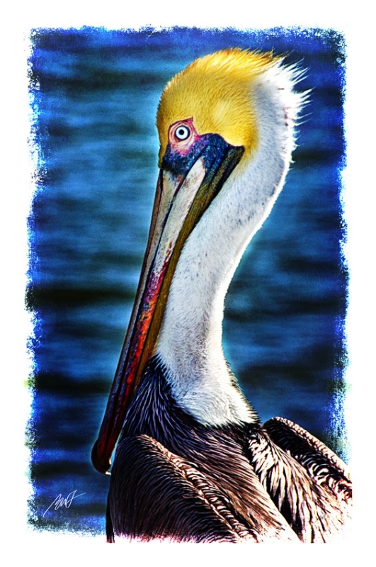 Colorful Pelican