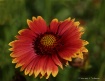 Blanket Flower