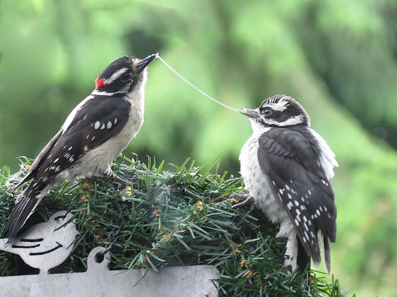 Downy Woodpecker feeding time