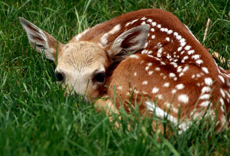 fawn