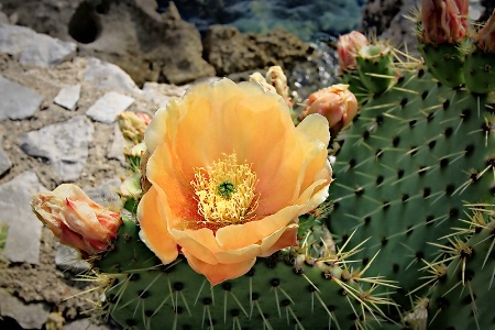 Cactus Flower