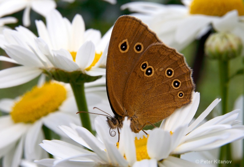 Butterfly and Daisies