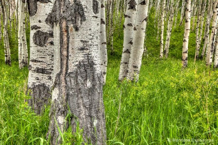 Birch trees on Looking Glass Road