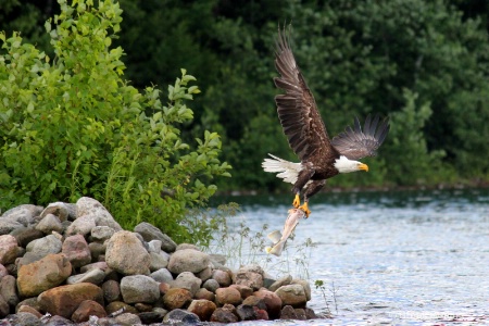 An Eagles Catch