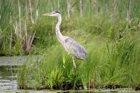 Blue Heron in Grasses