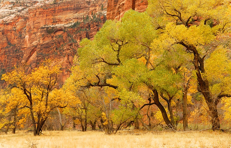 Canyon Foliage