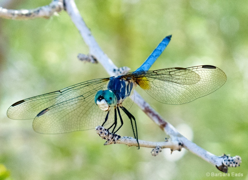 Blue Dragonfly