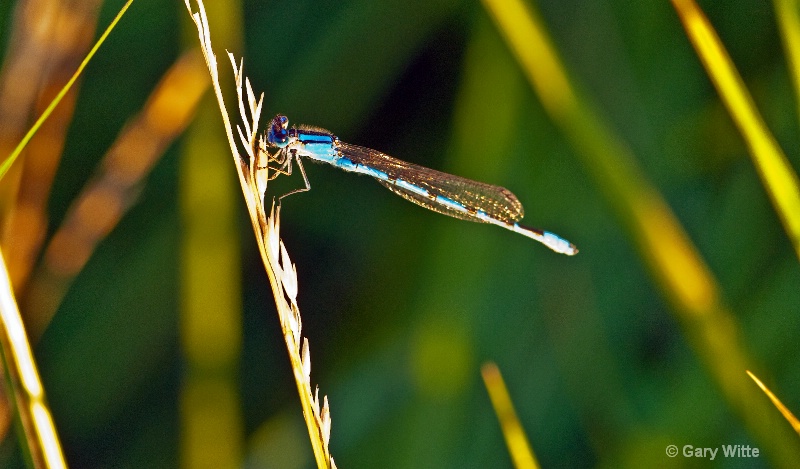 Glistening Wings