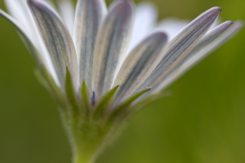 Petal Flare