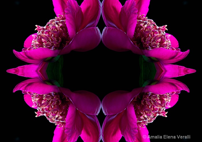 flower, peony, composite, pink