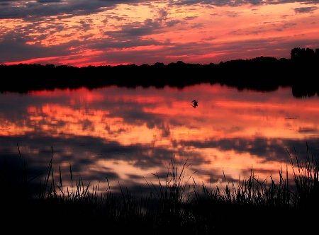 Pelican Sunset