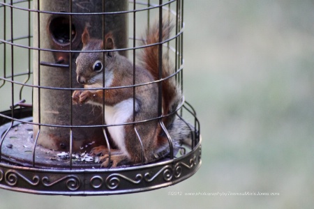 Squirrel Proof Feeder