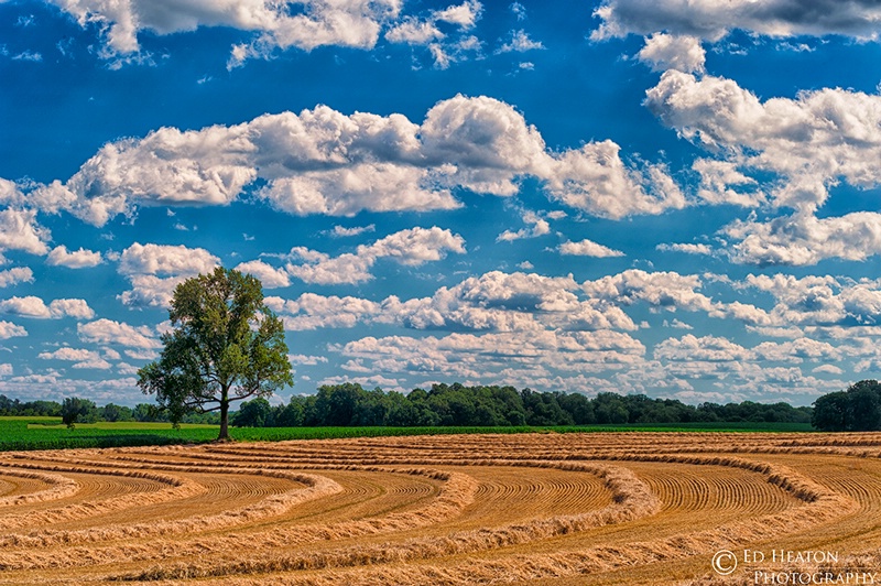 Harvest Time