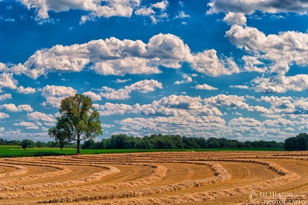 Harvest Time