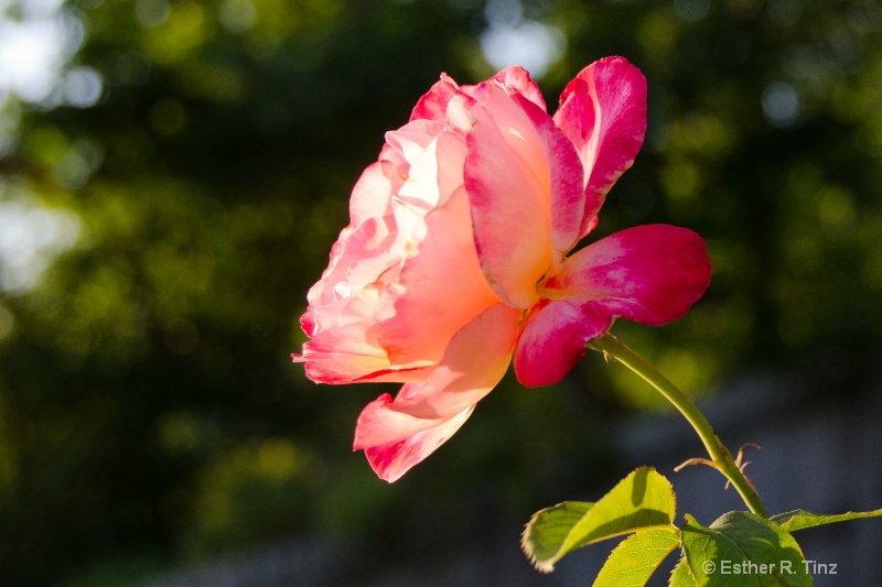 Evening Rose