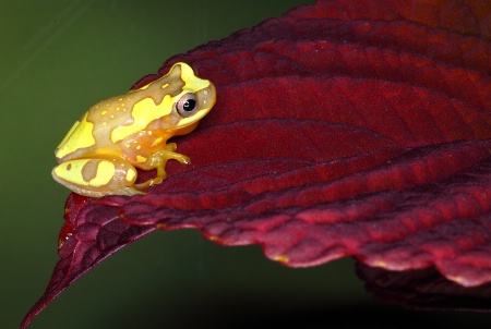 Yellow Splashback Dart Frog