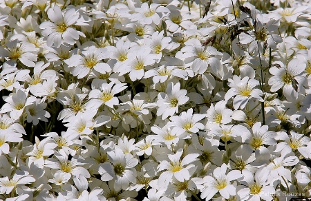 Summer Whites