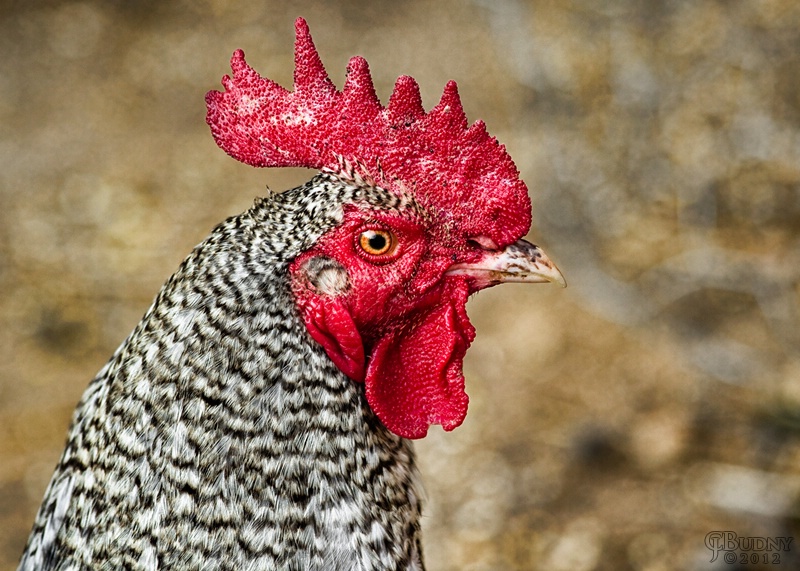 King of the Coop - ID: 13106880 © Chris Budny
