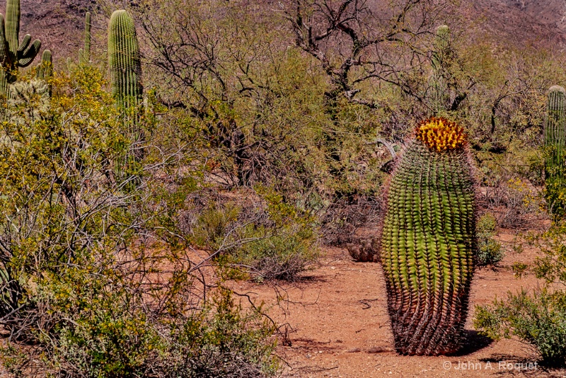  mg 0847 Sonoran desert - ID: 13107041 © John A. Roquet