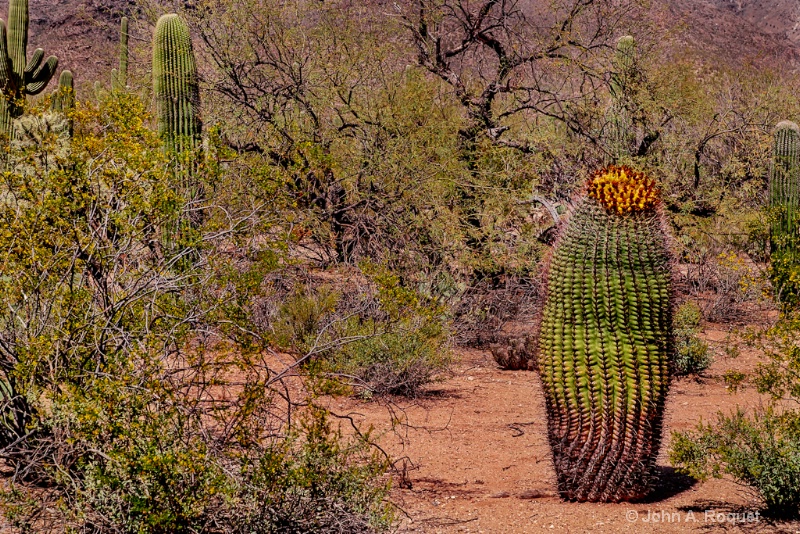 mg 0847 Sonoran desert - ID: 13107041 © John A. Roquet