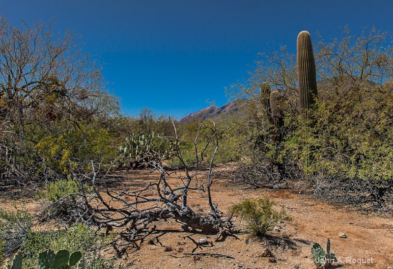  mg 0876 Sonoran Desert - ID: 13107042 © John A. Roquet