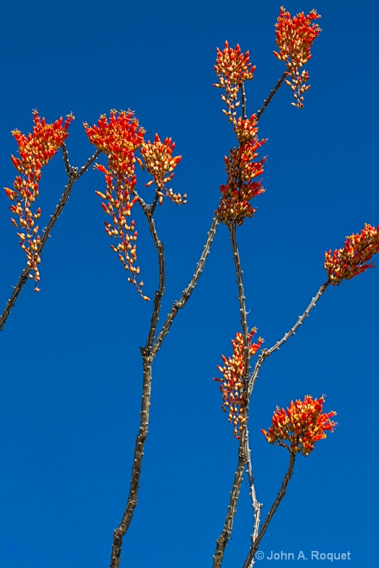 mg 0980 Ocotillo Flowers Sonoran Desert - ID: 13107043 © John A. Roquet