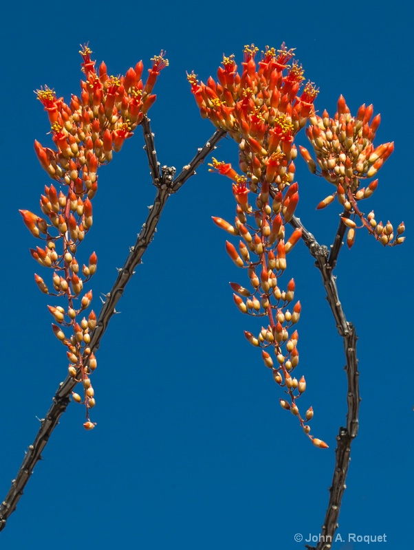  mg 0979 Ocotillo Flowers Sonoran Desert - ID: 13107044 © John A. Roquet