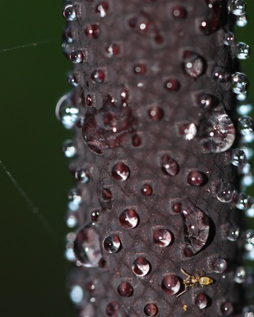 Dew Drops & Ant