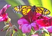 Monarch on Gerani...