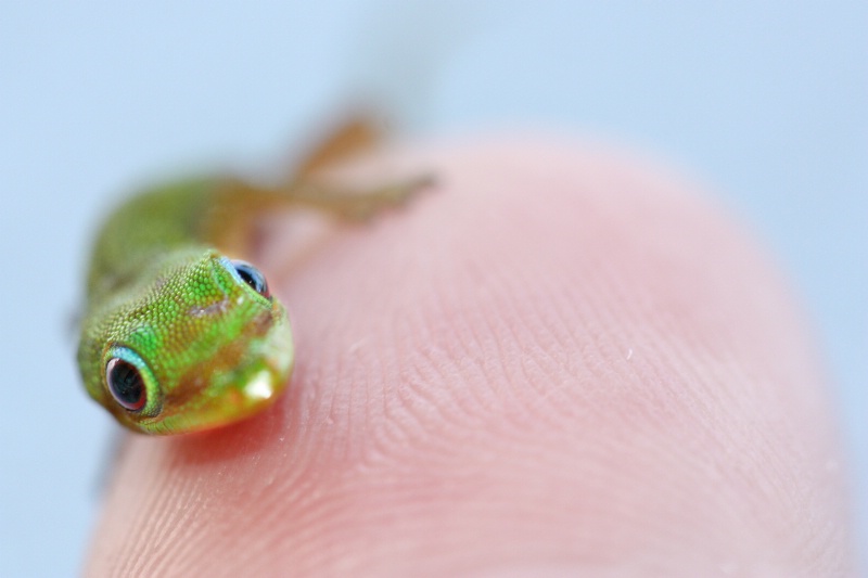 Itty Bitty Gecko