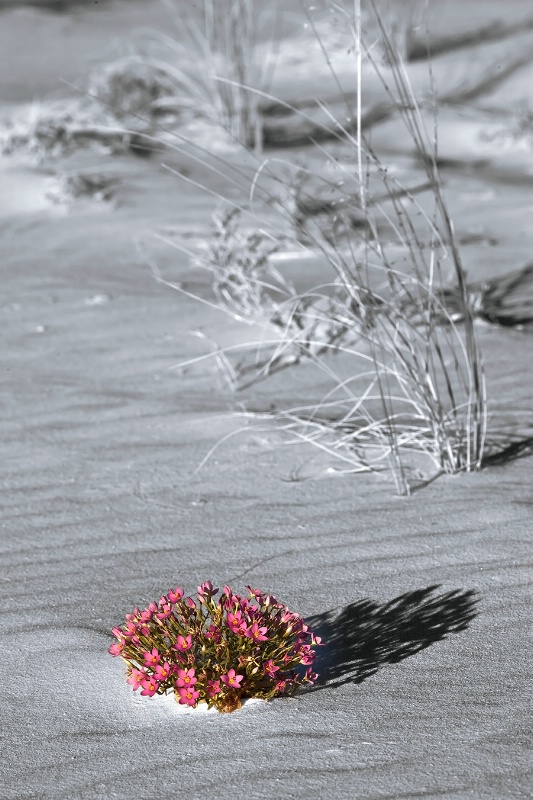 White Sands, Pink Flowers - ID: 13109058 © Patricia A. Casey