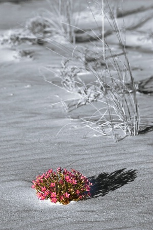 White Sands, Pink Flowers