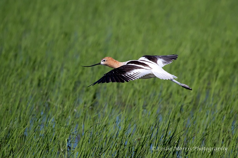 Avocet in Flight over Rice Field - ID: 13109278 © Leslie J. Morris