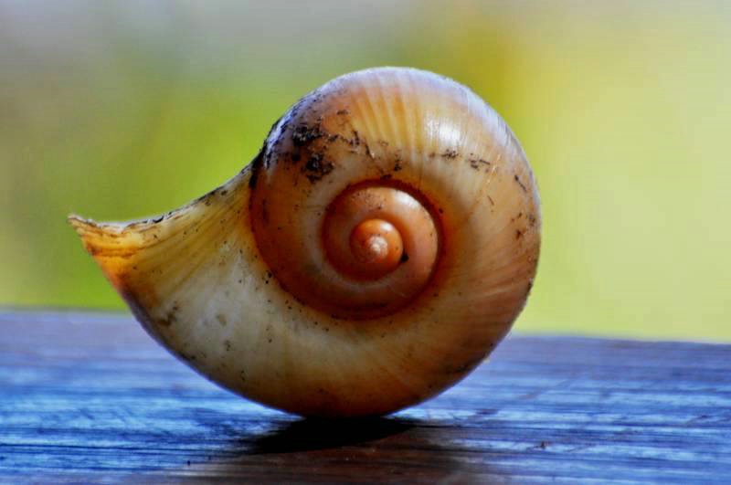 Apple Snail Shell