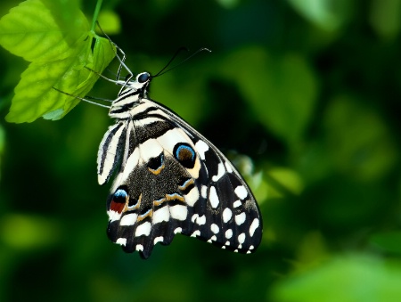 Graceful Swallowtail