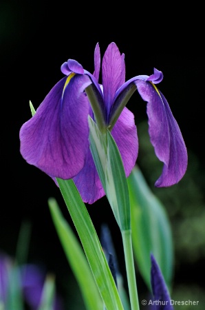 Purple Iris