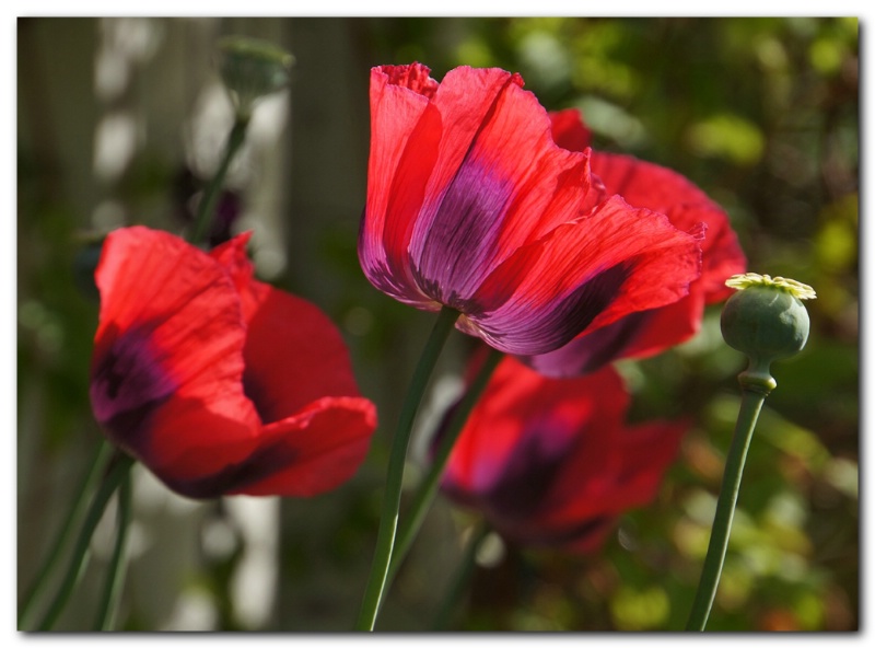 Today's Poppies