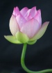 Lotus flower