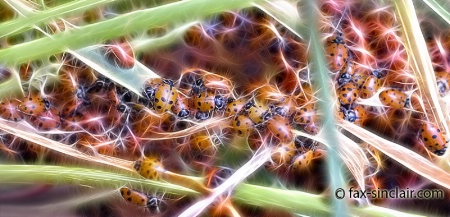 Lady Bugs Streaming -detail