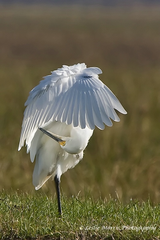 Getting that hard to reach spot! Snowy Egret - ID: 13111341 © Leslie J. Morris