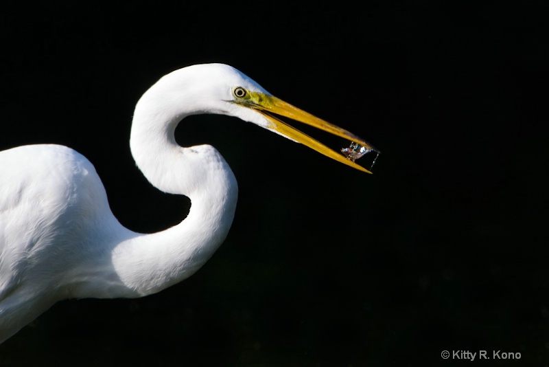Egret with Tiniest, Tiniest Fish