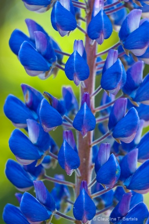 Lupine close-up