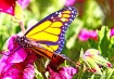 New Monarch 