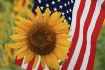 Happy 4th of July...