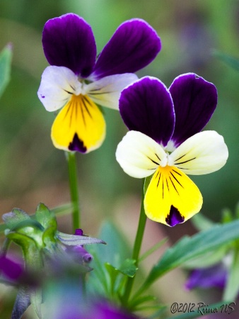 Pansy