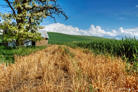 Country Road