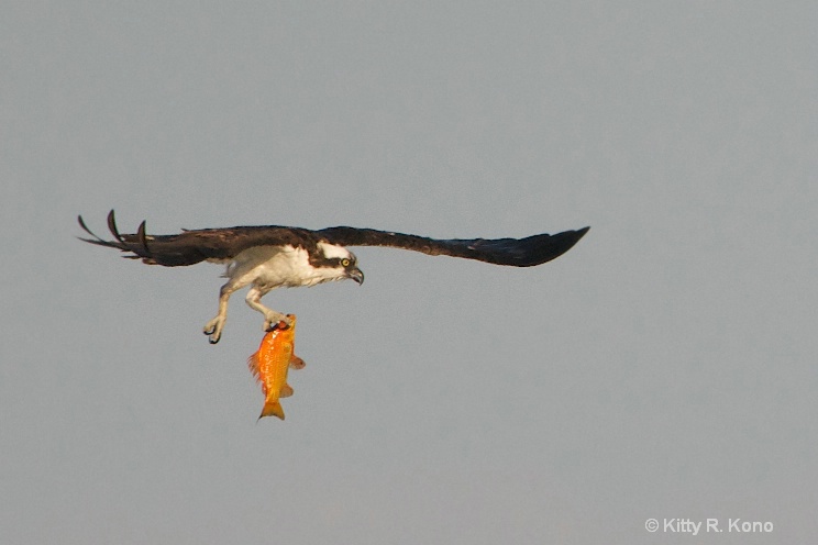 Osprey with Sushi in One Talon